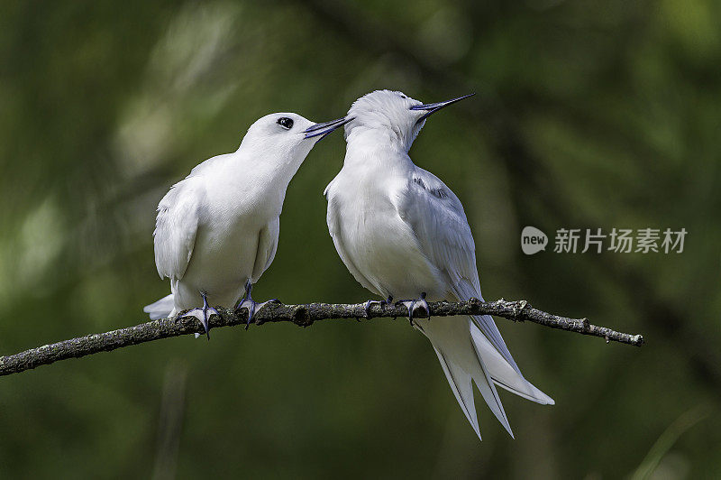 白燕鸥(Gygis alba)是一种小型海鸟，发现横跨热带海洋的世界。Papahānaumokuākea海洋国家纪念碑，中途岛，中途岛环礁，夏威夷群岛。一对恋爱的。梳理。